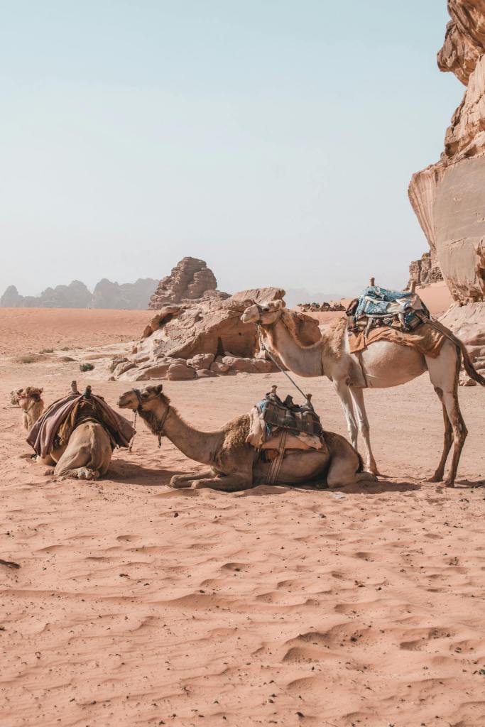 Camels with saddle in Wadi Rum