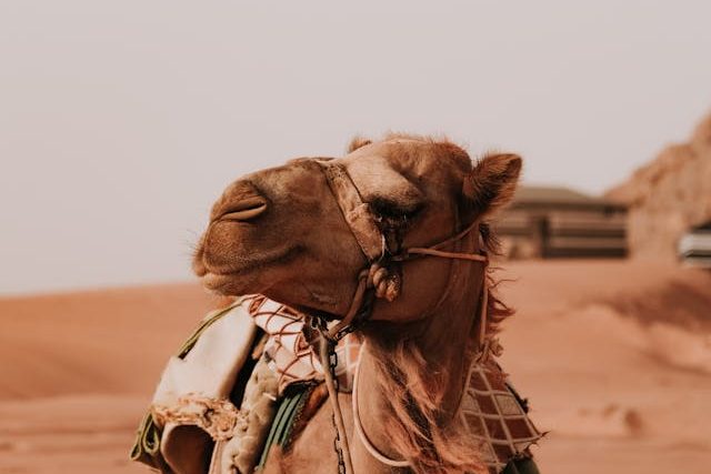 Close-up shot of an Arabian Camel