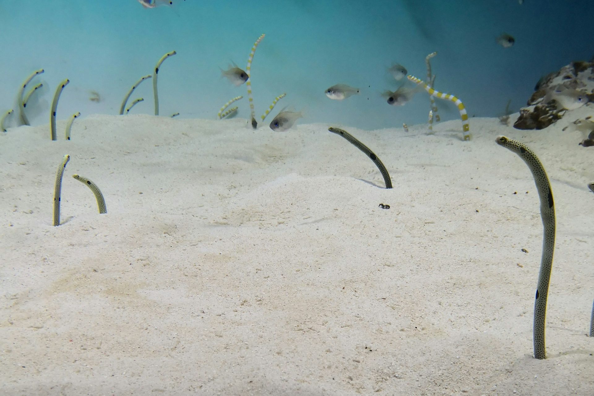 Garden eels