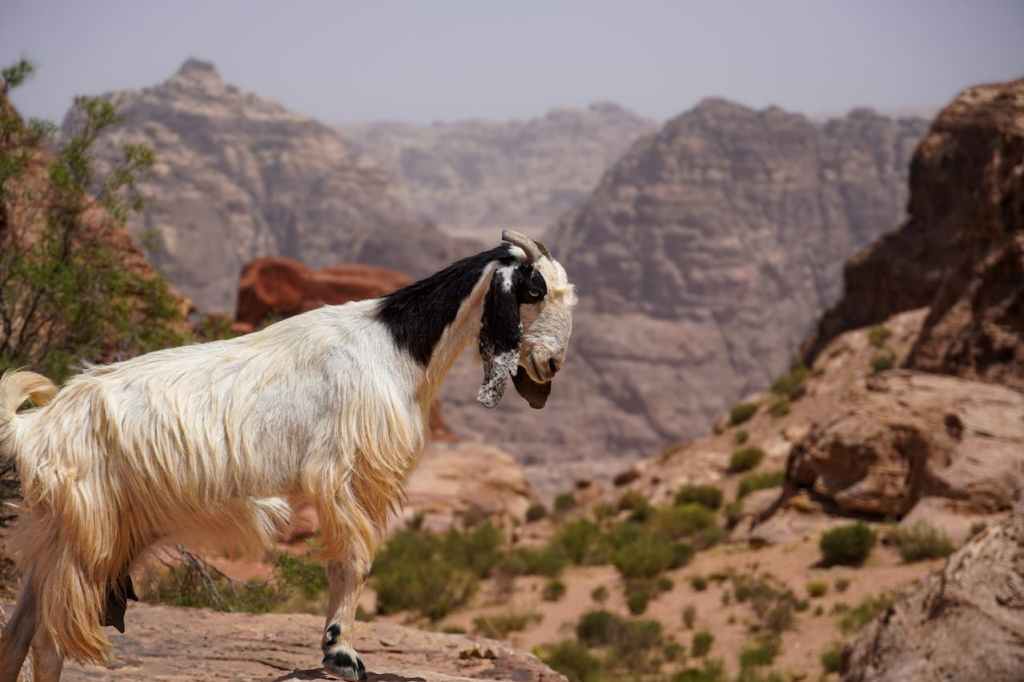 Goat in Jordan
