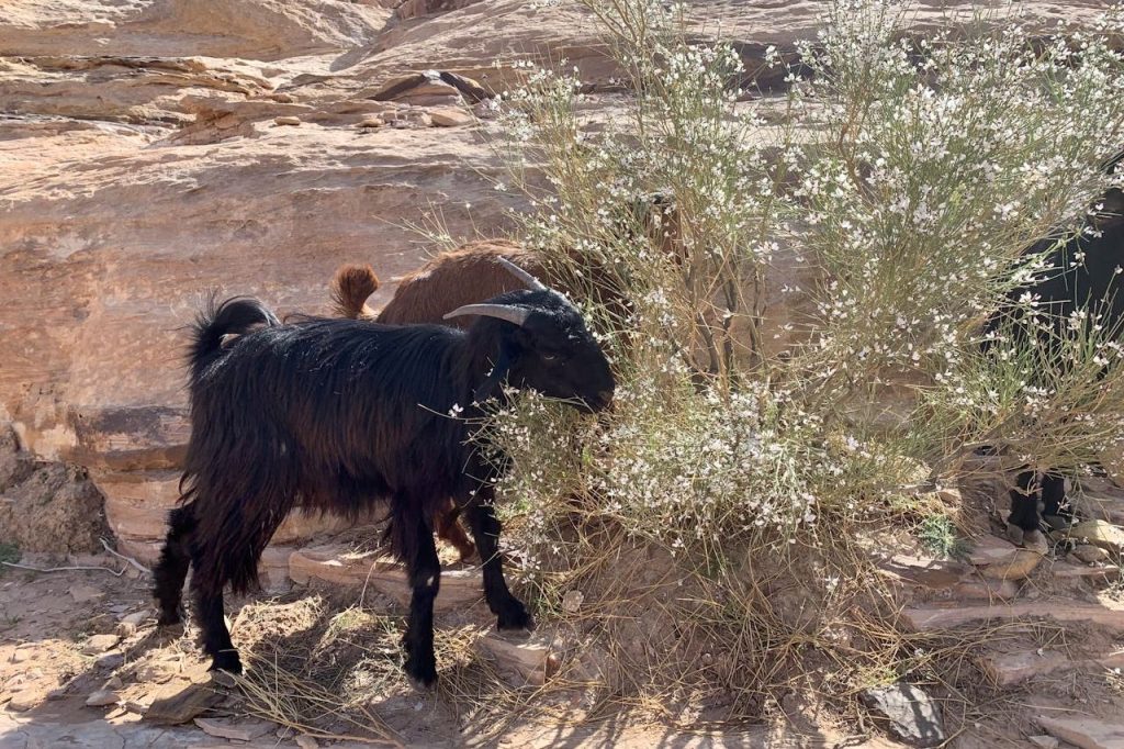 Goat in Jordan