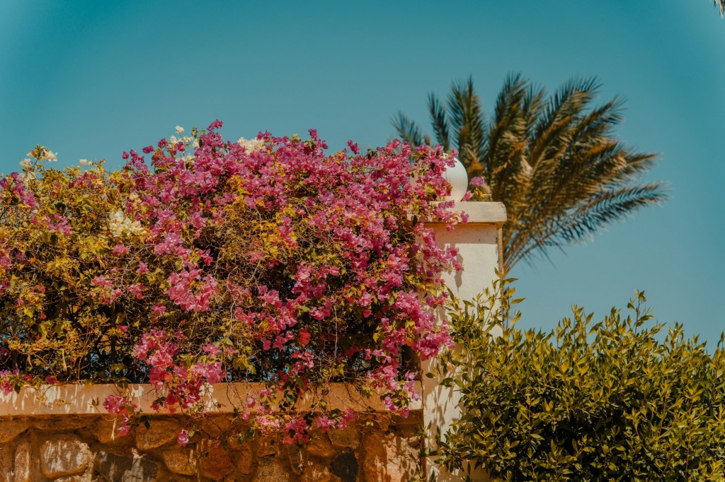 Flowers in Dahab 