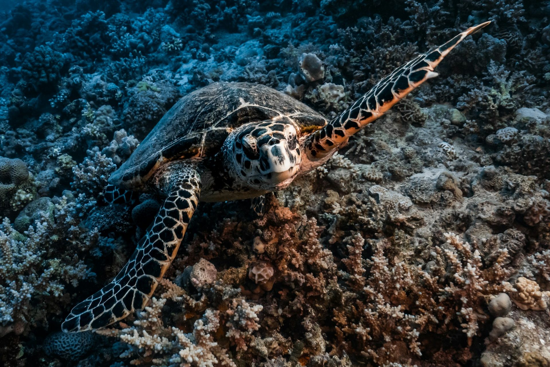 Diving Sharm El-Sheikh: Everything You Need to Know in 5 Minutes