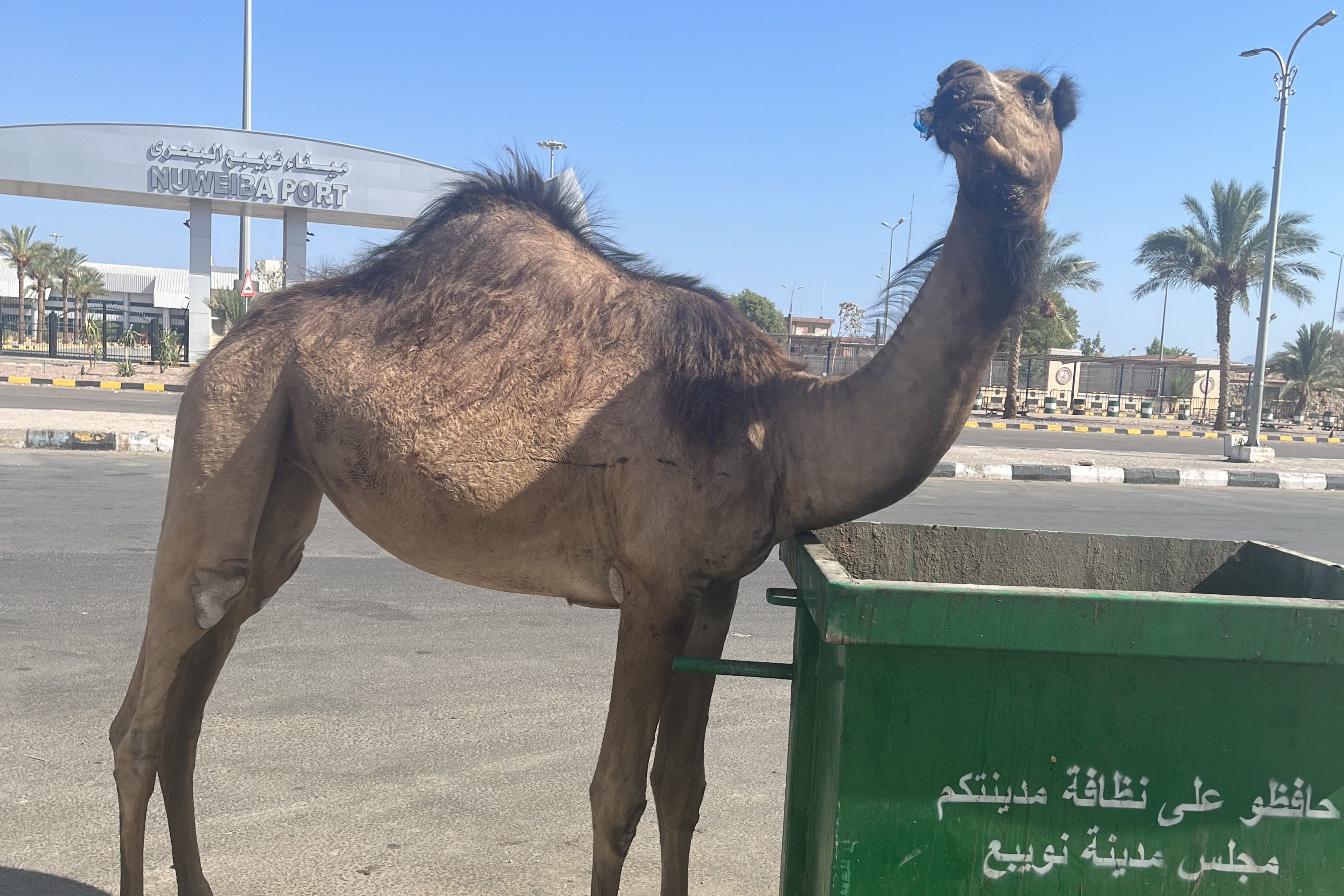 How to Take the Aqaba to Nuweiba Ferry: Jordan Egypt Transfer Guide